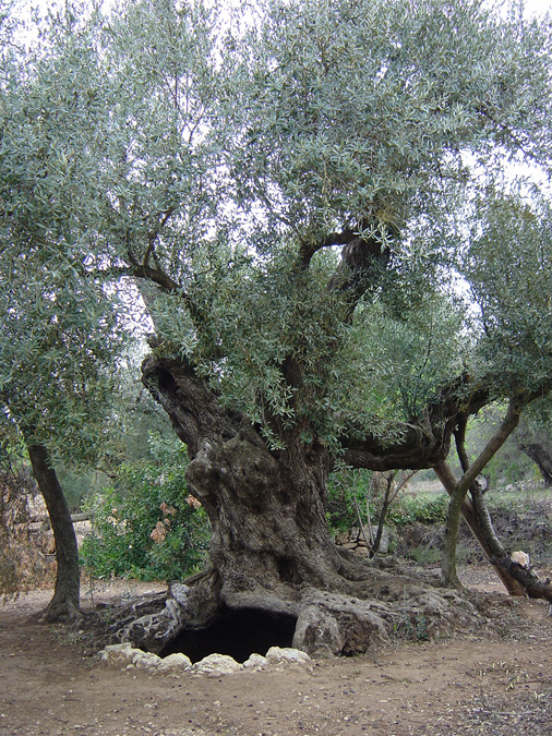 olivera-coll-avall